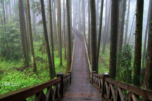 Forest Trail