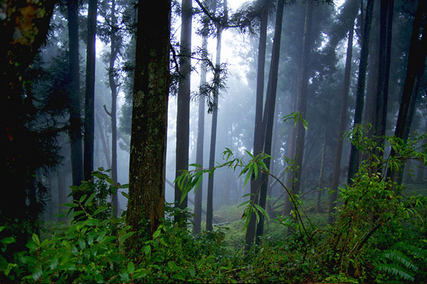Alisan Forest