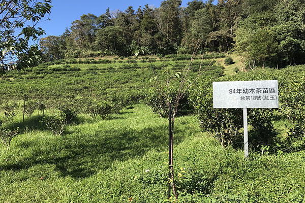 Tea Farm in Sun Moon Lake