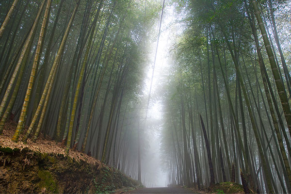 Xitou National Forest Recreation Area