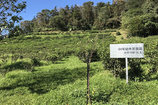Tea Farm(SunMoonLake)
