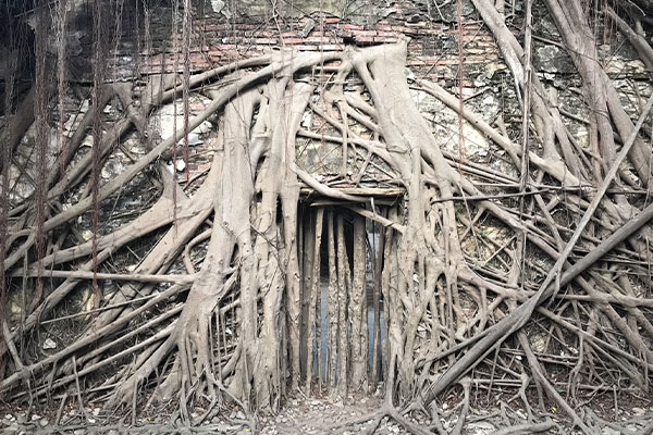 Anping Tree House