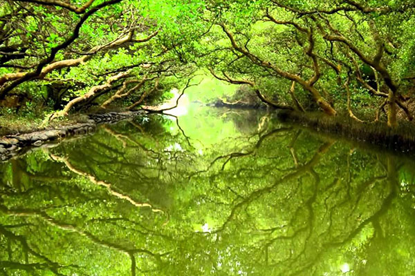 Green Tunnel
