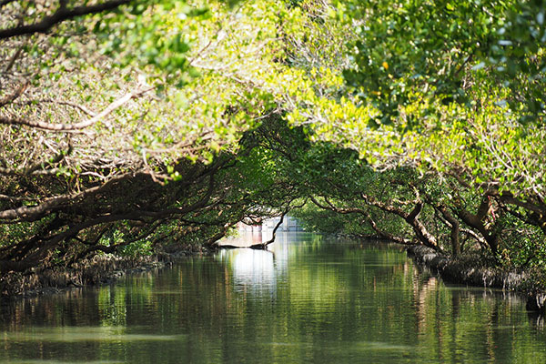 Green Tunnel in Sicau