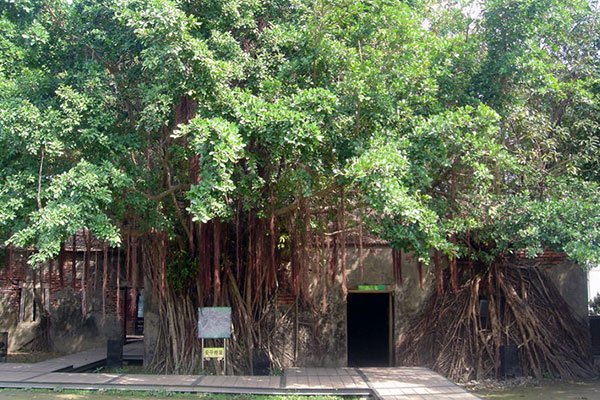 Anping Tree House