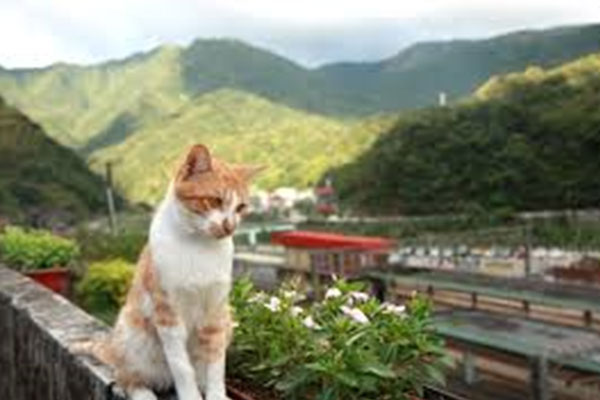 Houtong
