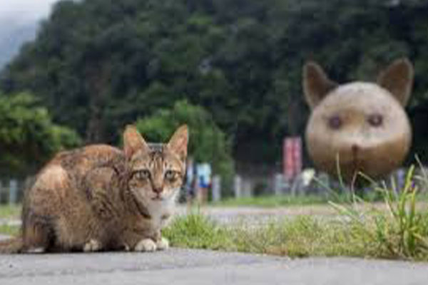 Houtong Cat