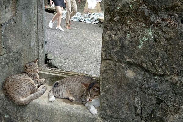 Cat Village - Hutong