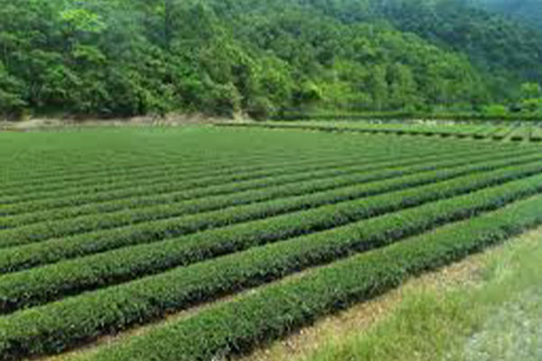 Pinglin Tea Farm and Tea Musuem