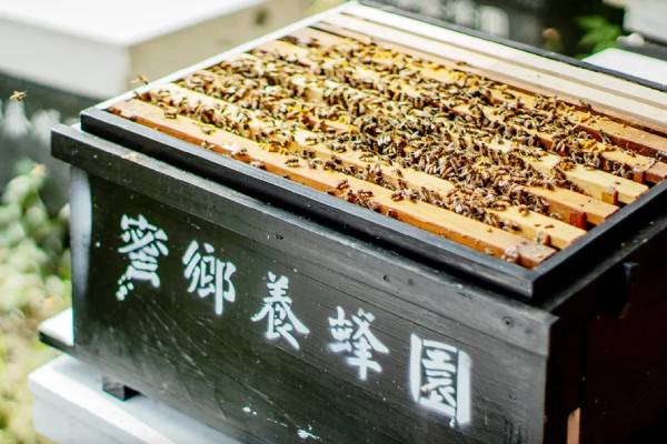 【苗栗蜜鄉養蜂園 。蜂農體驗】