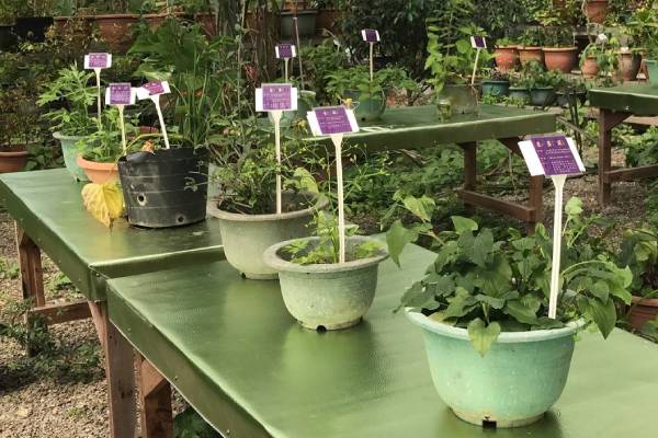 【南投水鏡農莊休閒農場。艾草香DIY】