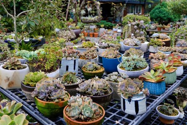 【宜蘭木渠多肉農場。可愛LuLu組盆趣】