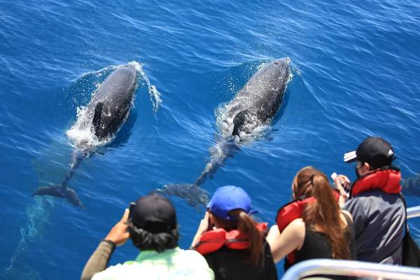 【花蓮多羅滿賞鯨，經典友善賞鯨行程】